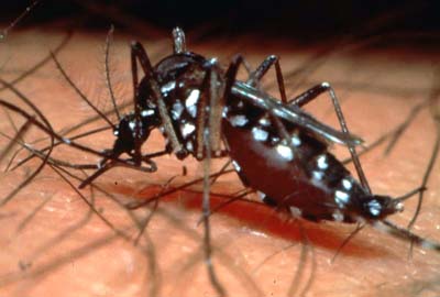 MATÉRIA CRIA RITO PARA PUNIR CIDADÃO QUE DEIXA FOCO DO AEDES EM SUA MORADIA