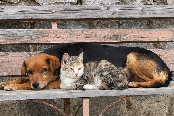 Aprovada criação de centro de acolhimento e de disque denúncia de maus tratos a animais