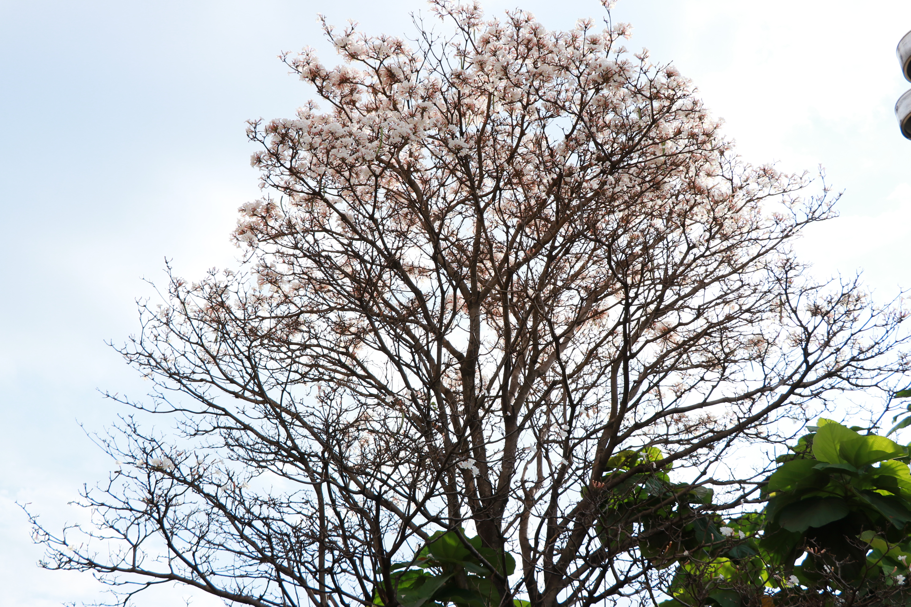 Os ipês da calçada da Câmara