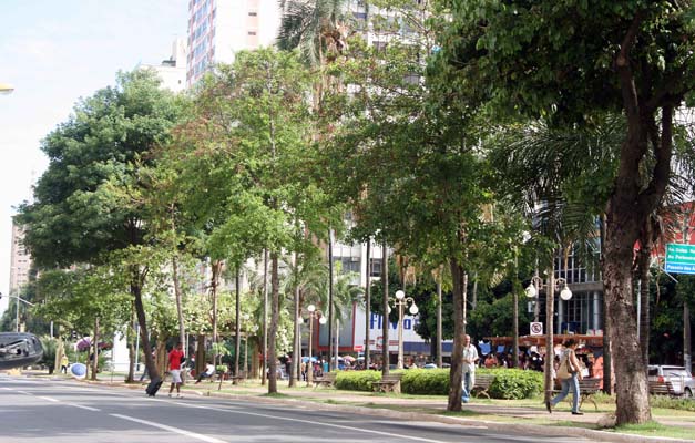 Plano para Arborização Urbana tramita no Legislativo