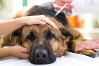Projeto de lei que aumenta critérios para realização de eutanásia de animais passa por primeira votação